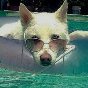 Meet your Posher, Amir